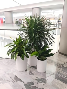 关注宁波江北盆景租赁价格，有惊喜！